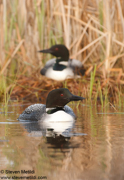 LOONS AND GREBES